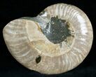 Wide Polished Ammonite Dish #7020-1